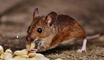 24 Hour & Emergency Exterminators in Magnolia, NC
